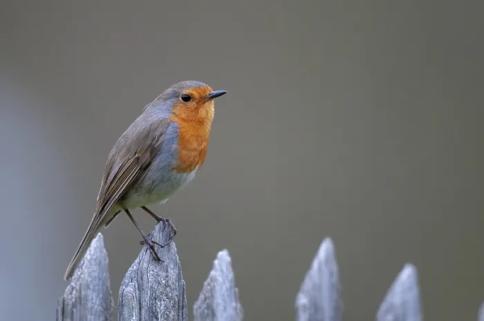 Framed Print : Erithacus rubecula Print, Robin Perched on Garden Fence Framed Print : Erithacus rubecula Print, Robin Perched on Garden Fence