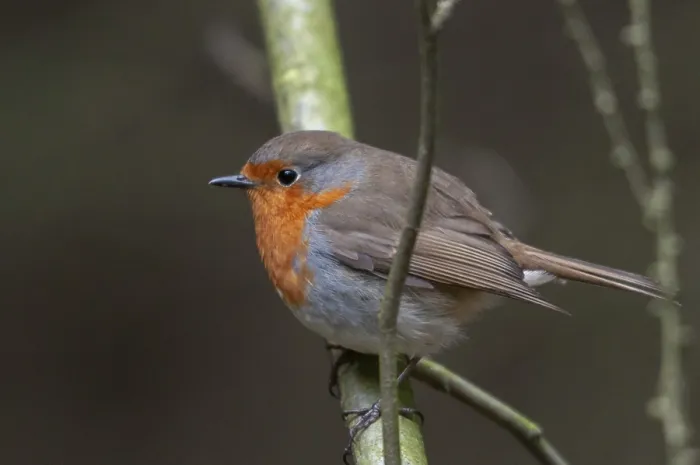 Framed Print : Erithacus rubecula Print - Robin Bird Image Framed Print : Erithacus rubecula Print - Robin Bird Image