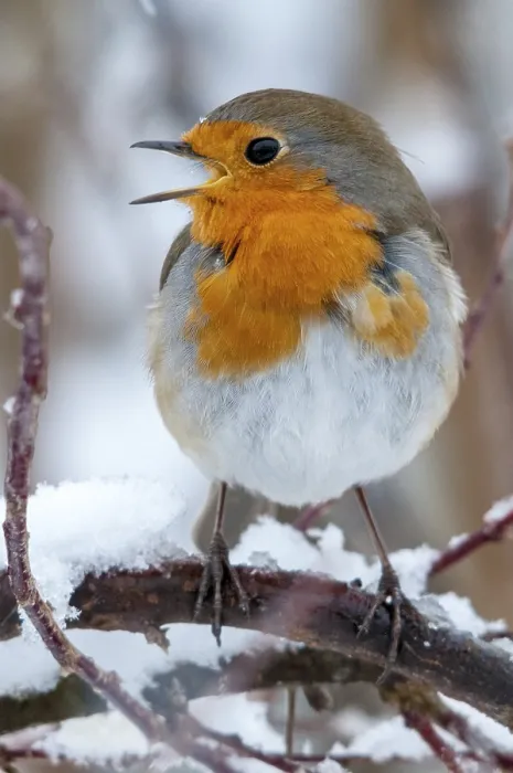 Framed Print : Erithacus rubecula Robin Print, High Quality Portrait Framed Print : Erithacus rubecula Robin Print, High Quality Portrait