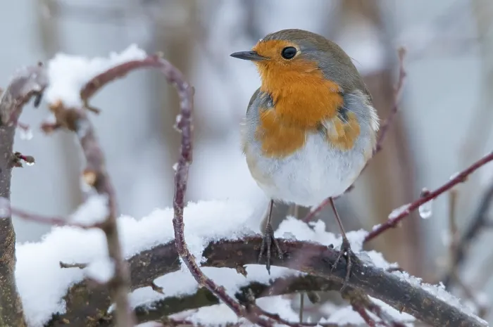Framed Print : Erithacus rubecula Print: Robin in Snow Framed Print : Erithacus rubecula Print: Robin in Snow
