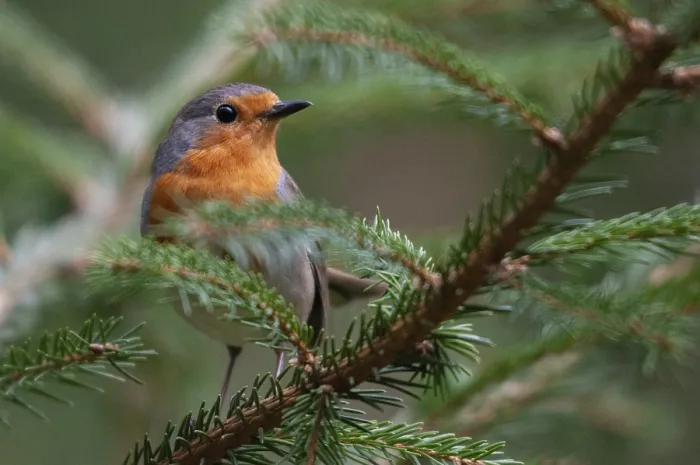 Framed Print : Erithacus rubecula Print - Robin Bird Image Framed Print : Erithacus rubecula Print - Robin Bird Image