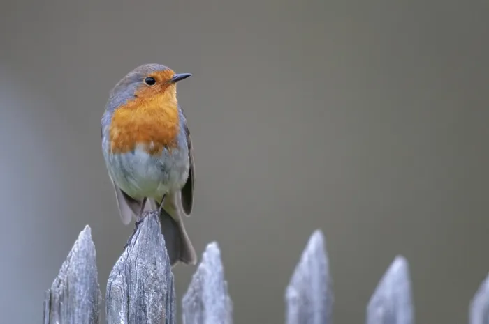 Framed Print : Erithacus rubecula Print - Robin on Garden Fence Framed Print : Erithacus rubecula Print - Robin on Garden Fence
