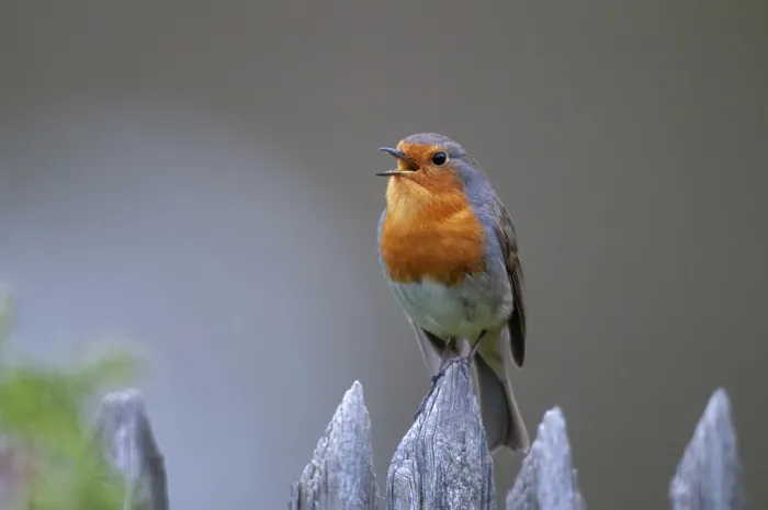 Framed Print : Erithacus rubecula Print - Robin on Garden Fence Framed Print : Erithacus rubecula Print - Robin on Garden Fence