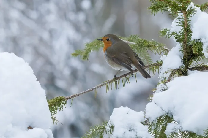 Framed Print : Erithacus rubecula Print: Robin in Winter Snow Framed Print : Erithacus rubecula Print: Robin in Winter Snow