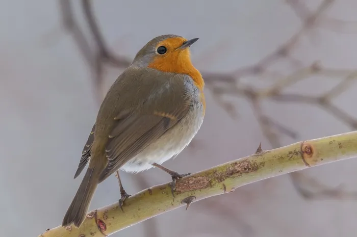 Framed Print : Erithacus rubecula Print - Robin Bird Image Framed Print : Erithacus rubecula Print - Robin Bird Image