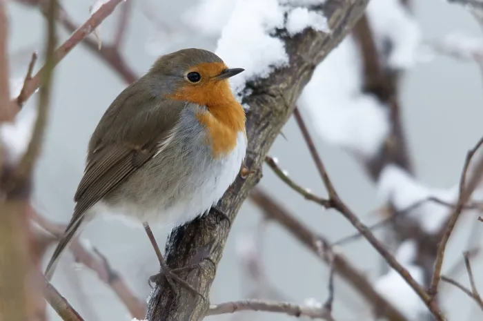 Framed Print : Erithacus rubecula Print: Robin in Snow Framed Print : Erithacus rubecula Print: Robin in Snow