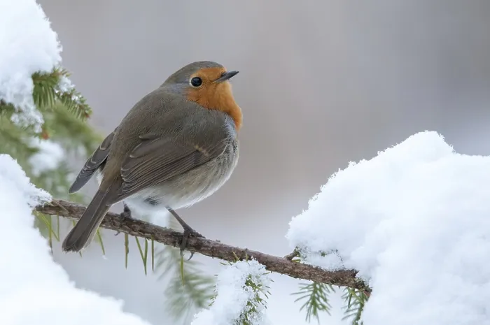 Framed Print : Erithacus rubecula Print: Robin in Snow Framed Print : Erithacus rubecula Print: Robin in Snow