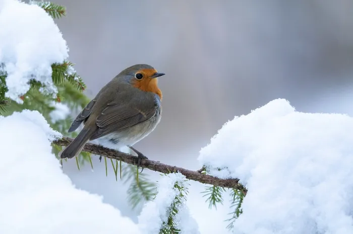 Framed Print : Erithacus rubecula Print - Winter Robin Framed Print : Erithacus rubecula Print - Winter Robin