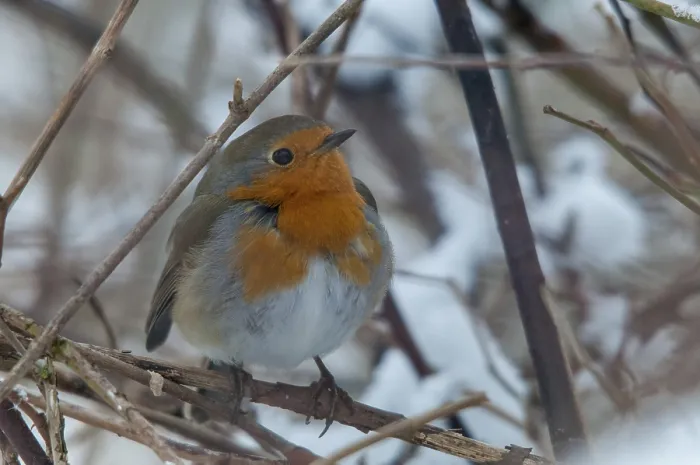 Framed Print : Erithacus rubecula Print - Robin in Snow Framed Print : Erithacus rubecula Print - Robin in Snow