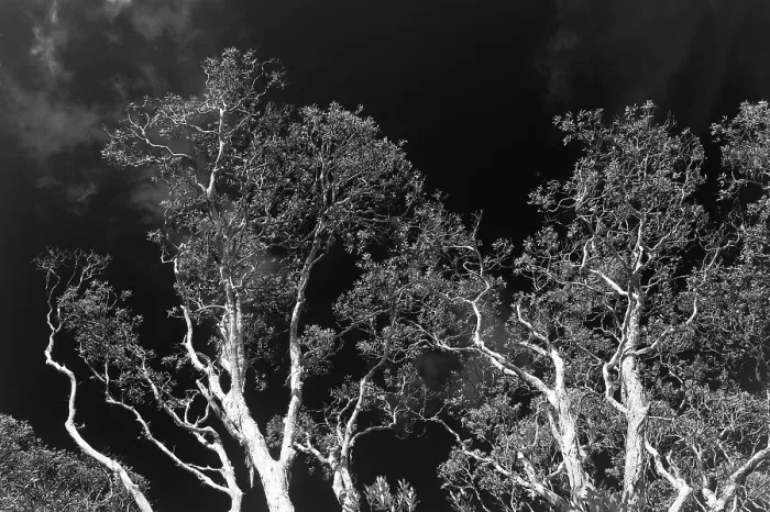 Framed Print : Black and White Eucalyptus Print, Queensland, Australia Framed Print : Black and White Eucalyptus Print, Queensland, Australia