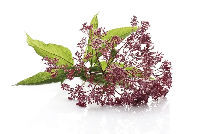 Framed Print : Eupatorium Print - Eupatorium Perennial Flower Framed Print : Eupatorium Print - Eupatorium Perennial Flower