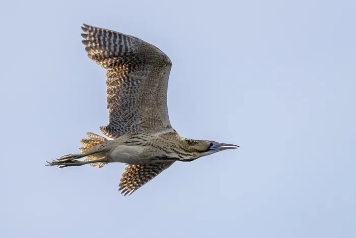 Framed Print : The Eurasian Bittern in Flight Print Framed Print : The Eurasian Bittern in Flight Print
