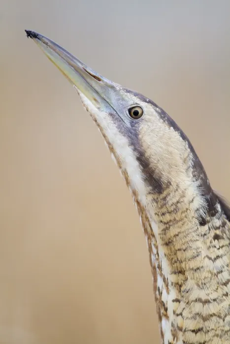 Framed Print : Eurasian Bittern Print, Botaurus stellaris Framed Print : Eurasian Bittern Print, Botaurus stellaris