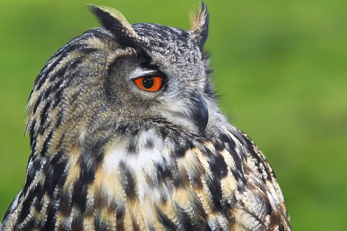 Framed Print : Eurasian Eagle-Owl (Bubo bubo) Print Framed Print : Eurasian Eagle-Owl (Bubo bubo) Print