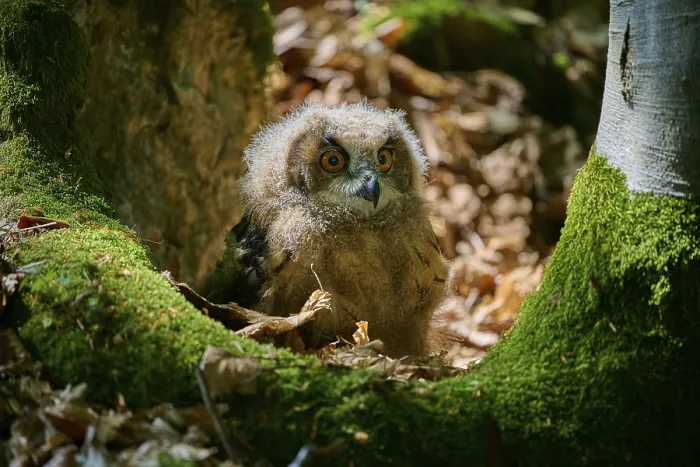 Framed Print : Eurasian Eagle-Owl Print, Bohemian Forest, Czech Republic Framed Print : Eurasian Eagle-Owl Print, Bohemian Forest, Czech Republic