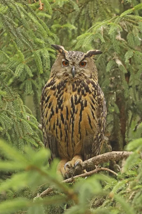 Framed Print : Eurasian Eagle-Owl Print - Bubo bubo Framed Print : Eurasian Eagle-Owl Print - Bubo bubo