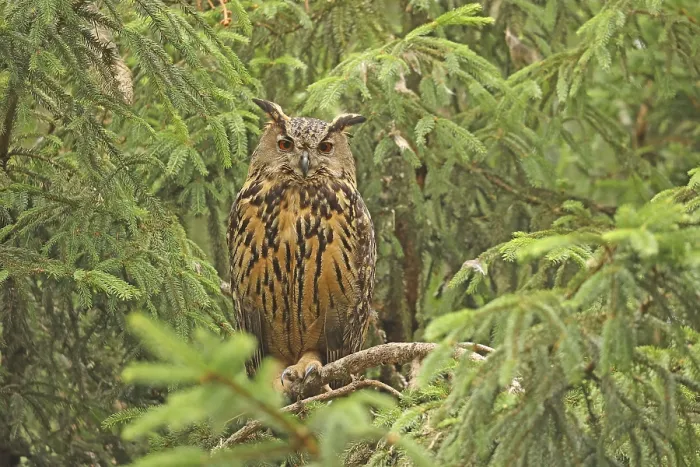 Framed Print : Eurasian Eagle-Owl Print (Bubo bubo)