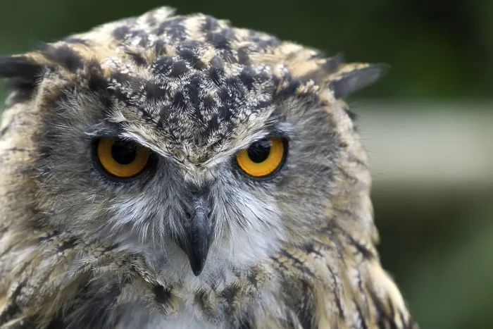 Framed Print : Eurasian Eagle-Owl Print (Bubo bubo)