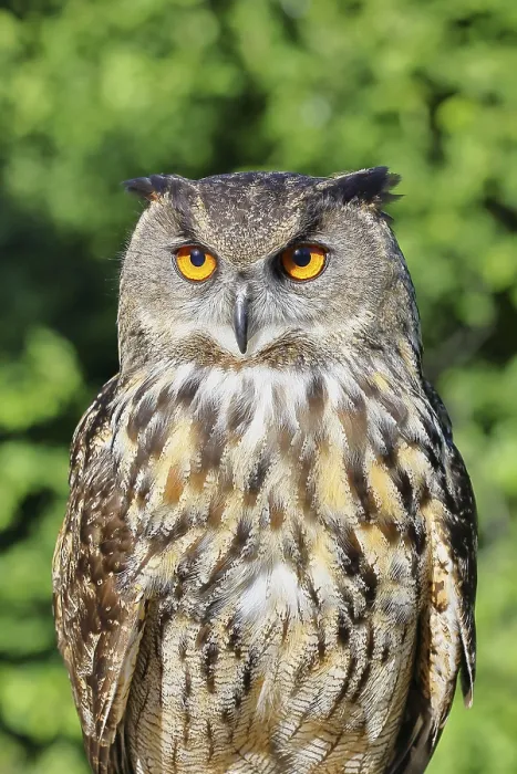 Framed Print : Eurasian Eagle-Owl Print, Rhineland-Palatinate, Germany Framed Print : Eurasian Eagle-Owl Print, Rhineland-Palatinate, Germany