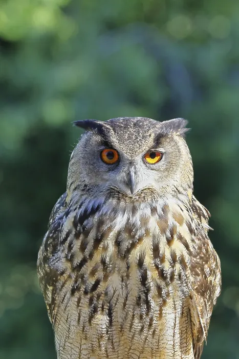 Framed Print : Eurasian Eagle-Owl Print, Rhineland-Palatinate, Germany Framed Print : Eurasian Eagle-Owl Print, Rhineland-Palatinate, Germany