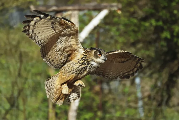 Framed Print : Eurasian Eagle-owl in Flight Print Framed Print : Eurasian Eagle-owl in Flight Print