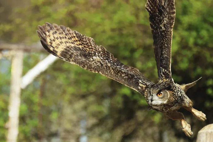 Framed Print : Eurasian Eagle-owl in Flight Print Framed Print : Eurasian Eagle-owl in Flight Print