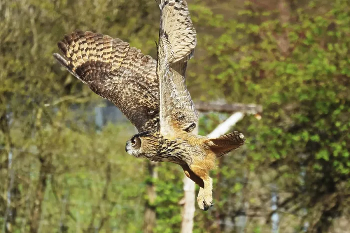 Framed Print : Eurasian Eagle-owl in Flight Print, Bad Marienberg Framed Print : Eurasian Eagle-owl in Flight Print, Bad Marienberg