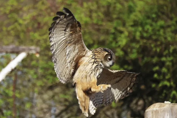 Framed Print : Eurasian Eagle-owl in Flight Print, Bad Marienberg Framed Print : Eurasian Eagle-owl in Flight Print, Bad Marienberg
