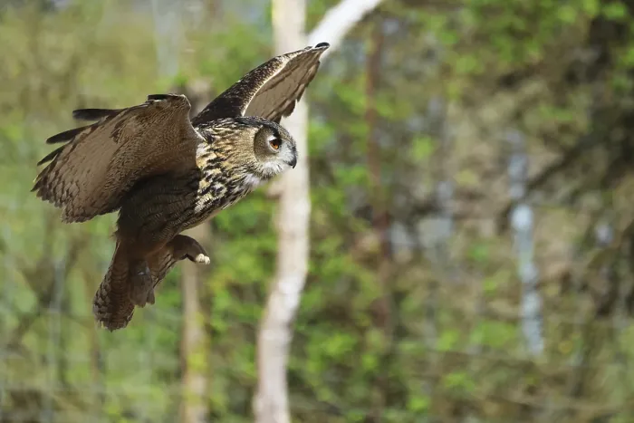Framed Print : Eurasian Eagle-owl in Flight Print Framed Print : Eurasian Eagle-owl in Flight Print