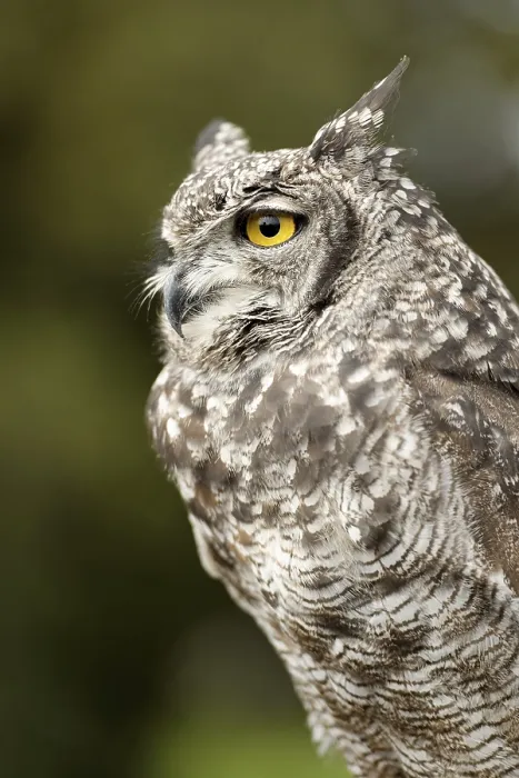 Framed Print : Eurasian Eagle-owl Print: Majestic Bird in Profile Framed Print : Eurasian Eagle-owl Print: Majestic Bird in Profile