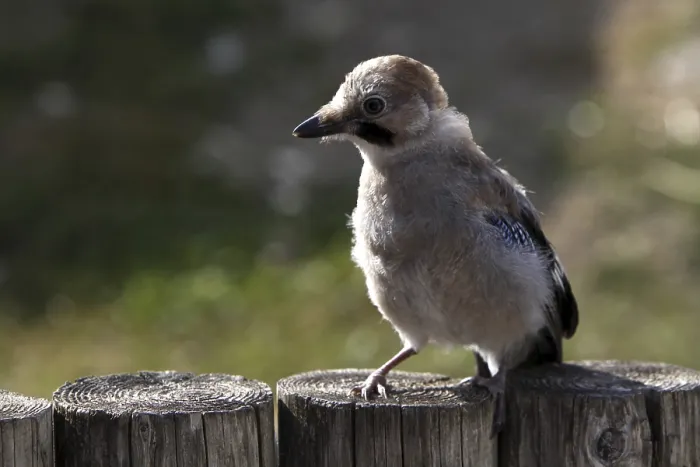Framed Print : Eurasian Jay Print from imageBROKER Framed Print : Eurasian Jay Print from imageBROKER