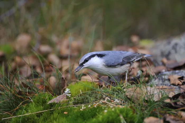 Framed Print : Eurasian Nuthatch Foraging Print Framed Print : Eurasian Nuthatch Foraging Print