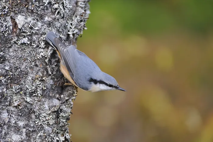Framed Print : Eurasian Nuthatch when foraging on a tree trunk Print Framed Print : Eurasian Nuthatch when foraging on a tree trunk Print