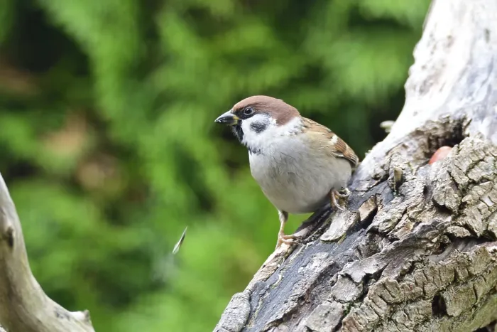 Framed Print : Eurasian Tree Sparrow Print - Foraging on a Branch