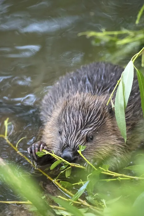 Framed Print : European Beaver Print: Young in Water Eating Willow Framed Print : European Beaver Print: Young in Water Eating Willow