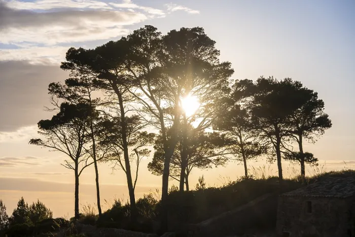 Framed Print : Evening atmosphere, trees at sunset Print, Majorca, Spain Framed Print : Evening atmosphere, trees at sunset Print, Majorca, Spain