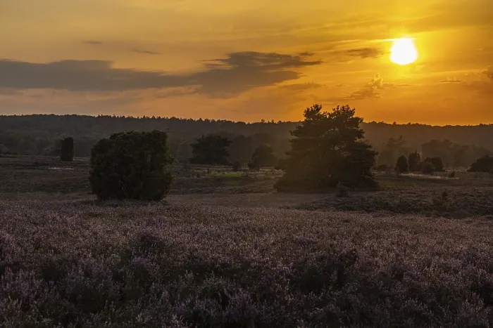 Framed Print : Evening in the Lüneburger Heide Print Framed Print : Evening in the Lüneburger Heide Print