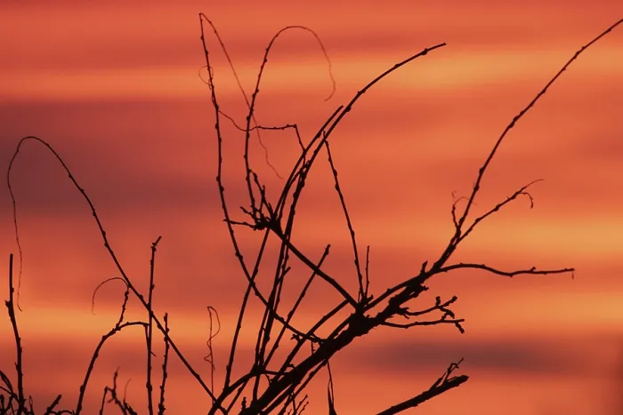 Framed Print : Evening Red Twigs Print with Clouds Framed Print : Evening Red Twigs Print with Clouds