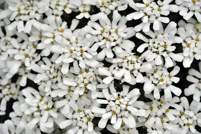 Framed Print : Evergreen Candytuft Print (Iberis sempervirens), Asia Minor Framed Print : Evergreen Candytuft Print (Iberis sempervirens), Asia Minor