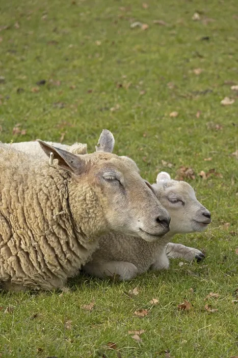 Framed Print : Ewe and lamb lying next to each other in a Cotswolds pasture Print Framed Print : Ewe and lamb lying next to each other in a Cotswolds pasture Print