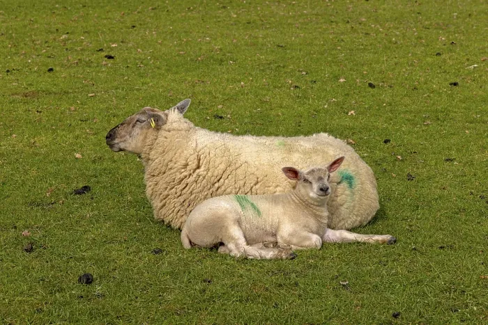 Framed Print : Ewe and Lamb Lying Next to Each Other Print, Cotswolds, England Framed Print : Ewe and Lamb Lying Next to Each Other Print, Cotswolds, England