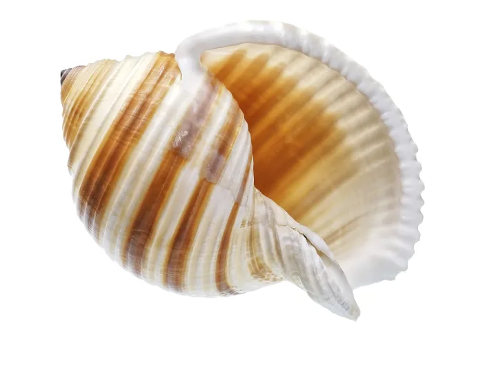 Framed Print : Macro Shot Exotic Seashell Print on White Background Framed Print : Macro Shot Exotic Seashell Print on White Background
