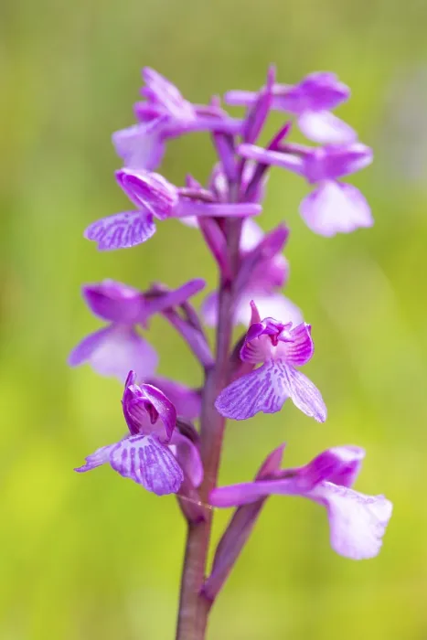 Framed Print : Orchis x subpapilionacea Close-up Print Framed Print : Orchis x subpapilionacea Close-up Print