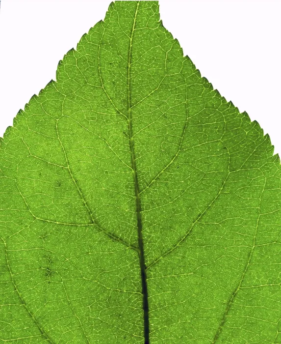 Framed Print : Extreme Close-up Green Leaf Texture Print Framed Print : Extreme Close-up Green Leaf Texture Print