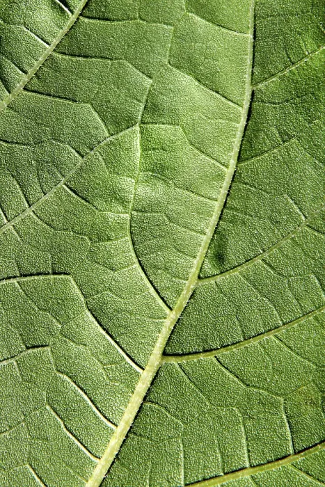 Framed Print : Extreme Macro Print of a Green Leaf Framed Print : Extreme Macro Print of a Green Leaf