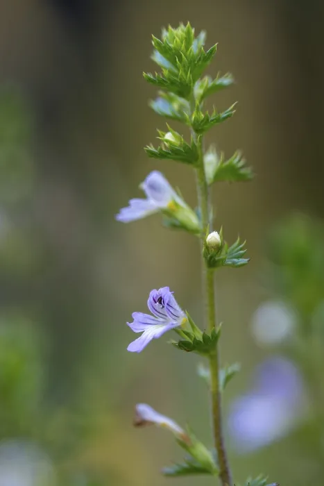 Framed Print : Eye Rust, Brownroot Print - Euphrasia Species