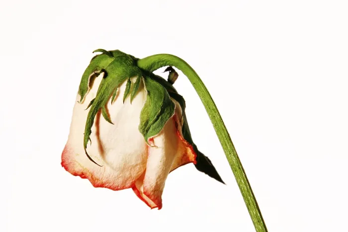 Framed Print : Faded Rose Print Framed Print : Faded Rose Print