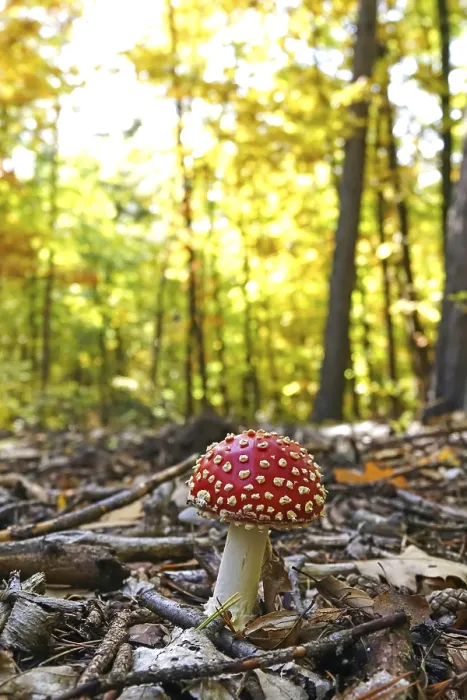 Framed Print : Fairytale Toadstool Print, Autumn Germany Framed Print : Fairytale Toadstool Print, Autumn Germany
