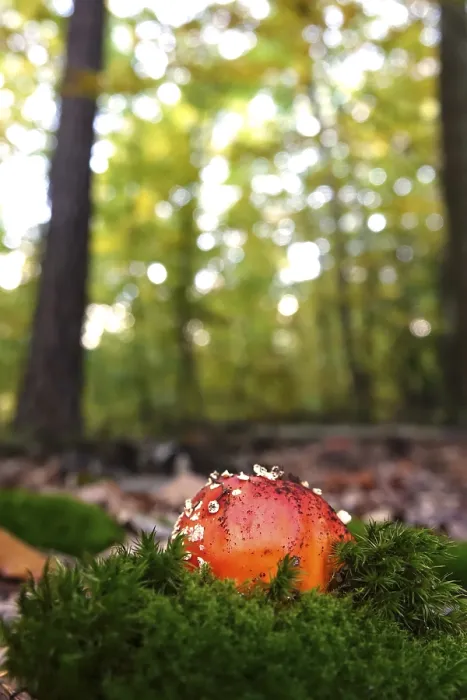 Framed Print : Fairytale Toadstool Print, Autumn Germany Framed Print : Fairytale Toadstool Print, Autumn Germany