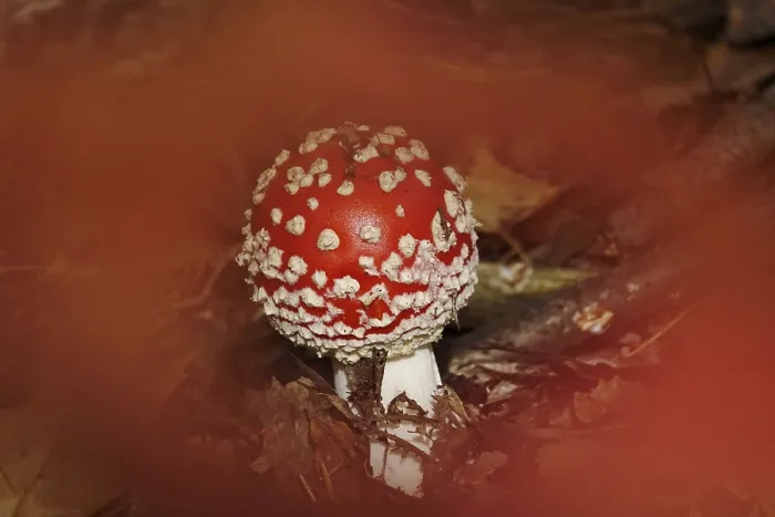 Framed Print : Fairytale Toadstool Print, Autumn Germany Framed Print : Fairytale Toadstool Print, Autumn Germany